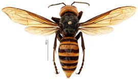   Vespa mandarinia  queen from the Washington nest, dorsal view; photo by Todd Gilligan, USDA APHIS PPQ ITP 
