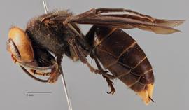   Vespa mandarinia  " magnifica ," lateral view; photo by Brennen Dyer, UC Davis. 
