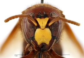   Vespa orientalis , anterior view; photo by Todd Gilligan, USDA APHIS PPQ ITP 
