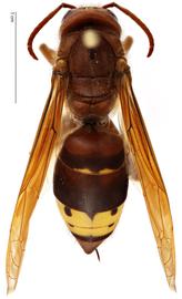   Vespa orientalis , dorsal view; photo by Todd Gilligan, USDA APHIS PPQ ITP 
