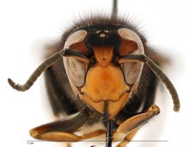   Vespa velutina  form " nigrithorax ," anterior view; photo by Todd Gilligan, USDA APHIS PPQ ITP 
