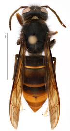   Vespa velutina  form " nigrithorax ," dorsal view; photo by Todd Gilligan, USDA APHIS PPQ ITP 
