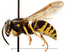   Vespula acadica , lateral view; photo by Todd Gilligan, USDA APHIS PPQ ITP 
