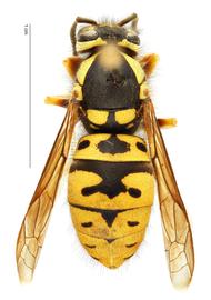   Vespula atropilosa , dorsal view; photo by Hanna Royals, USDA APHIS PPQ ITP 
