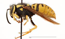   Vespula atropilosa , lateral view; photo by Todd Gilligan, USDA APHIS PPQ ITP 
