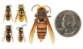   Vespula  spp. (left) compared to  Vespa mandarinia  (right) anterior view; photos by Hanna Royals and Todd Gilligan, USDA APHIS PPQ ITP 
