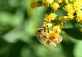   Apis mellifera ; photo by U.S. Fish and Wildlife Service, Flickr 
