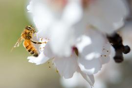   Apis mellifera ; photo by USDA, Flickr 
