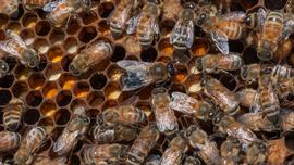   Apis mellifera  in apiary; photo by USDA, Flickr 
