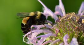   Bombus affinis ; photo by U.S. Fish and Wildlife Service, Flickr 
