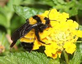   Bombus fervidus ; photo by Alan Schmierer, Flickr 
