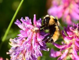   Bombus fervidus ; photo by U.S. Fish and Wildlife Service, Flickr 
