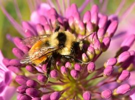   Bombus huntii ; photo by U.S. Fish and Wildlife Service, Flickr 
