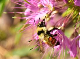   Bombus huntii ; photo by U.S. Fish and Wildlife Service, Flickr 
