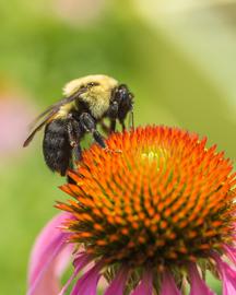   Bombus impatiens ; photo by USDA, Flickr 
