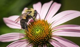   Bombus impatiens ; photo by USDA, Flickr 
