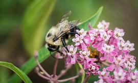   Bombus impatiens ; photo by USDA, Flickr 
