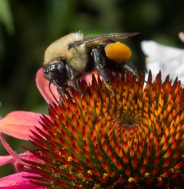   Bombus impatiens ; photo by USDA, Flickr 
