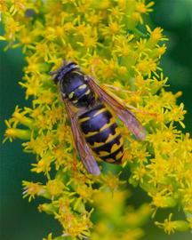   Dolichovespula arenaria ; photo by Dan Mullen, Flickr 
