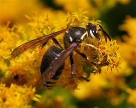   Dolichovespula maculata ; photo by Dan Mullen, Flickr 
