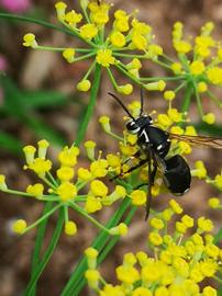   Dolichovespula maculata ; photo by Karen Hine, Flickr 
