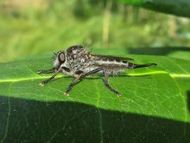   Efferia aestuans ; photo by B. Schoenmakers, Wikimedia 
