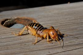  Jerusalem cricket; photo by Bill Bumgarner, Flickr 
