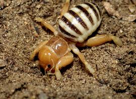  Jerusalem cricket; photo by Sarah Zukoff, Flickr 
