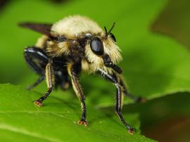   Laphria grossa ; photo by cotinis, Flickr 
