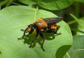   Laphria grossa ; photo by gailhampshire from Cradley, U.K., Wikimedia 
