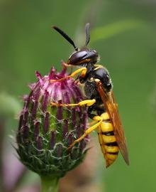   Philanthus  sp.; photo by Frank Vassen, Flickr 
