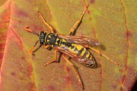   Polistes dominula ; photo by Judy Gallagher, Flickr 
