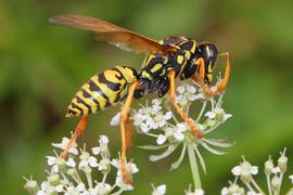   Polistes dominula ; photo by Judy Gallagher, Flickr 
