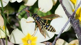   Polistes dominula ; photo by u278, Flickr 
