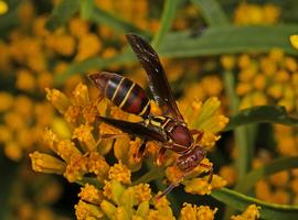   Polistes dorsalis ; photo by Judy Gallagher, Flickr 
