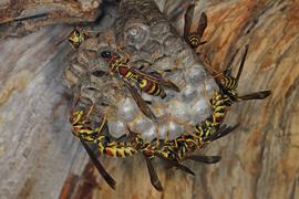   Polistes dorsalis ; photo by Judy Gallagher, Flickr 
