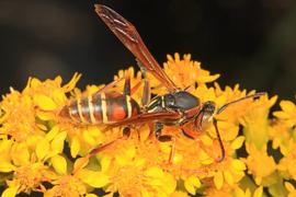   Polistes fuscatus ; photo by Judy Gallagher, Flickr 
