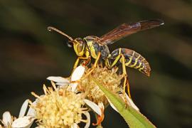   Polistes fuscatus ; photo by Judy Gallagher, Flickr 
