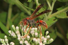   Polistes fuscatus ; photo by Judy Gallagher, Flickr 
