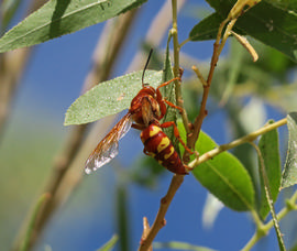   Sphecius convallis ; photo by Dylan Winkler, iNaturalist 
