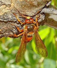   Sphecius convallis ; photo by shirleysekarajasingham, iNaturalist 
