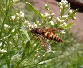   Sphecius grandis ; photo by Crowdy Pollock, iNaturalist 
