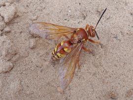   Sphecius grandis ; photo by kayakmak, iNaturalist 
