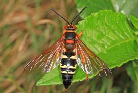   Sphecius speciosus ; photo by Judy Gallagher, Flickr 
