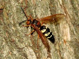   Sphecius speciosus ; photo by Katja Schulz, Flickr 
