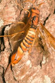   Tremex  sp; photo by Joshua Allen, Flickr 
