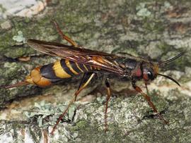   Tremex  sp.; photo by Ryszard, Flickr 
