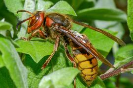   Vespa crabro ; photo by Jürgen Mangelsdorf, Flickr 
