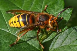   Vespa crabro ; photo by Jürgen Mangelsdorf, Flickr 
