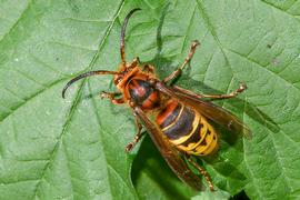   Vespa crabro ; photo by Jürgen Mangelsdorf, Flickr 
